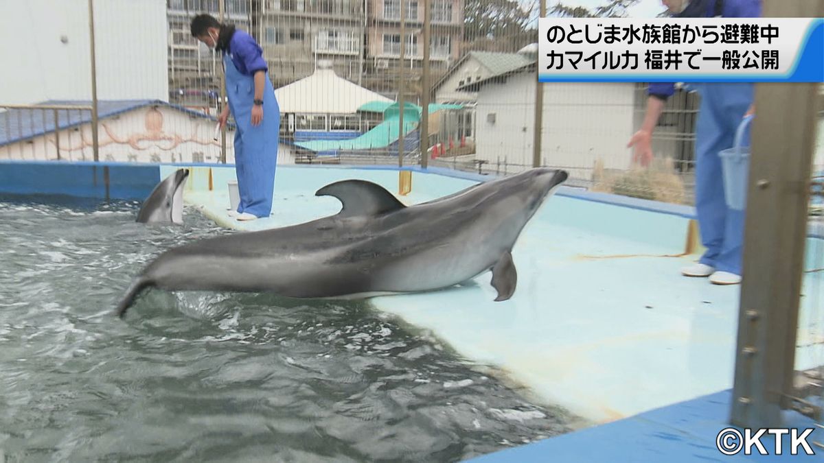 石川県　のとじま水族館のカマイルカ　福井県の水族館で一般公開　ゴマフアザラシやウミガメも健康
