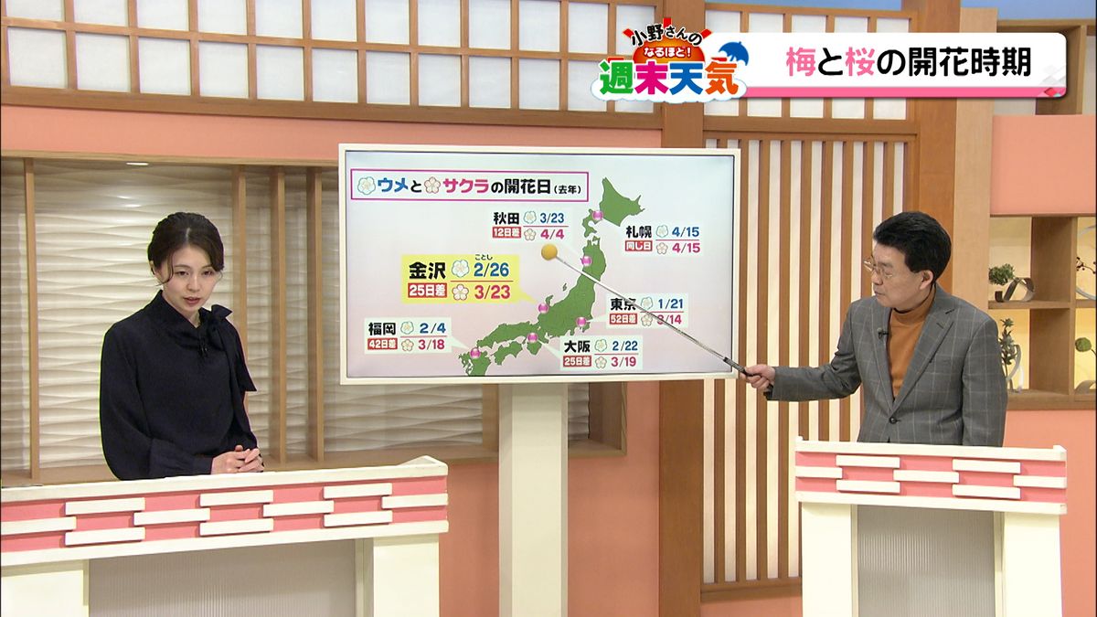 ”サクラ前線”は”ウメ前線”よりスピード速い？ 金沢の今年のサクラ開花予想日は？