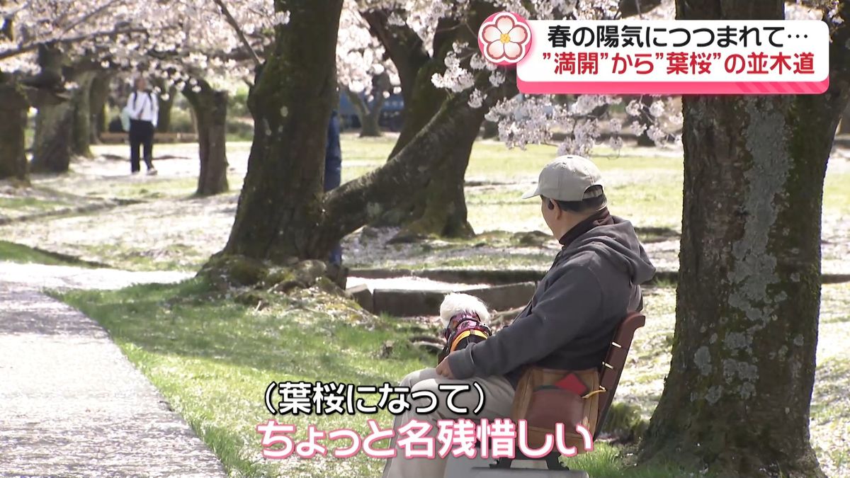 「ちょっと名残惜しい」 金沢は“葉桜”に　15日にかけ落雷・竜巻などの激しい突風に注意を