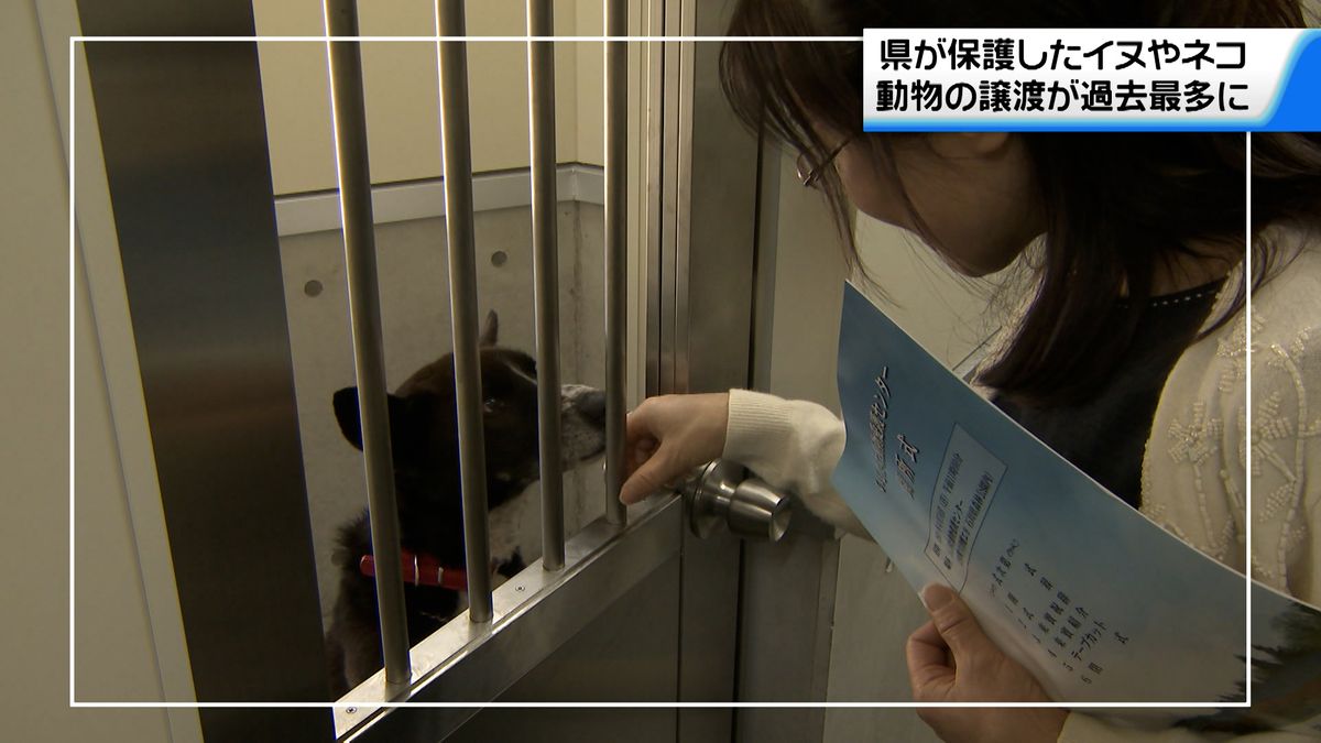石川県昨年度の保護イヌ・保護ネコの譲渡数過去最多に