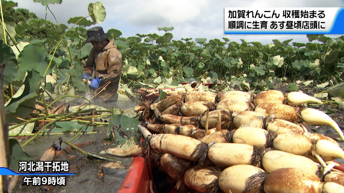 最大１メートルの大物も！加賀野菜のひとつ「加賀れんこん」が初出荷