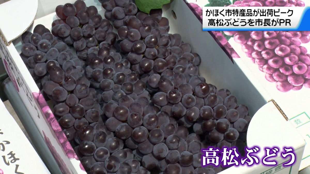 石川・かほく市特産品「高松ぶどう」が出荷ピーク　