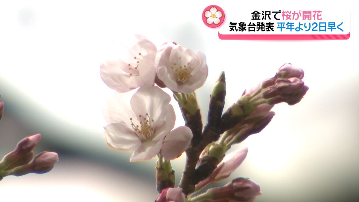 金沢でソメイヨシノの開花発表 去年より9日遅く このあと5日程度で満開に…