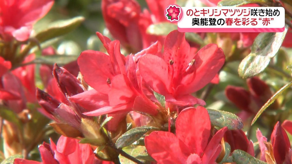 能登で守り継がれる「のとキリシマツツジ」　震災耐えた“深紅の花” まもなく見ごろに