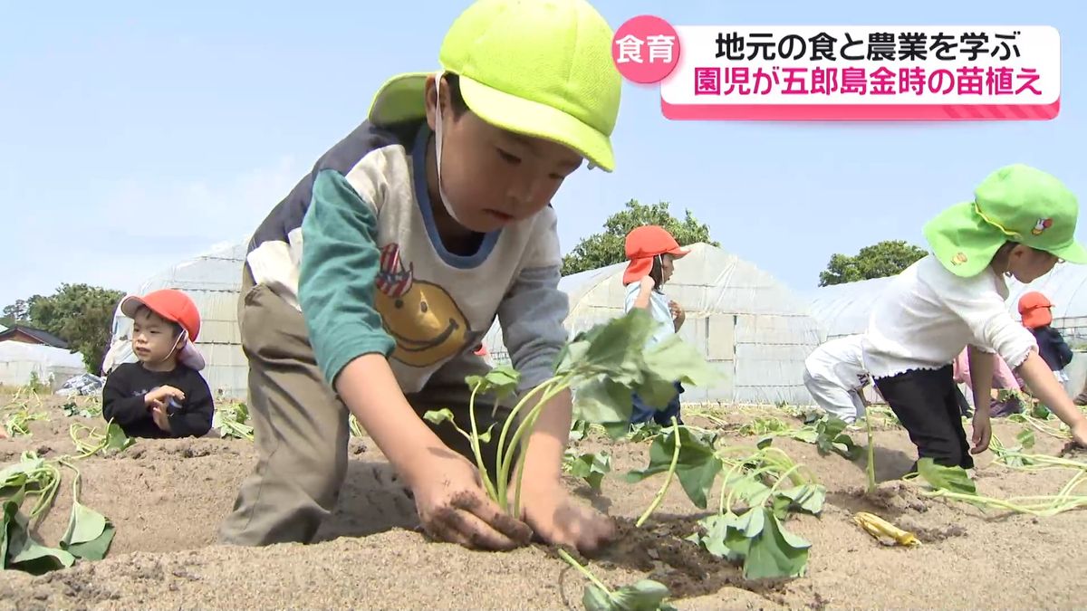 おいしくな～れ」 金沢の園児が特産サツマイモ「五郎島金時」苗植え 