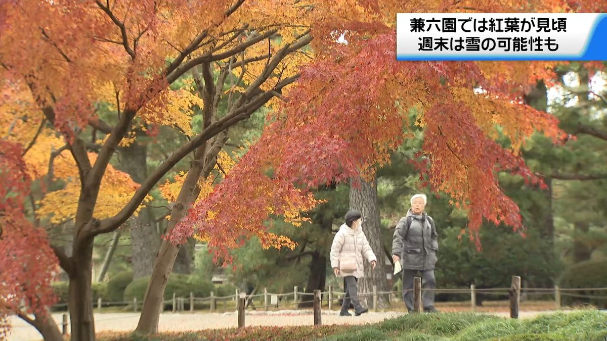 兼六園の紅葉見頃に　雪つりと名園彩る　週末かけて寒気入り雪に注意