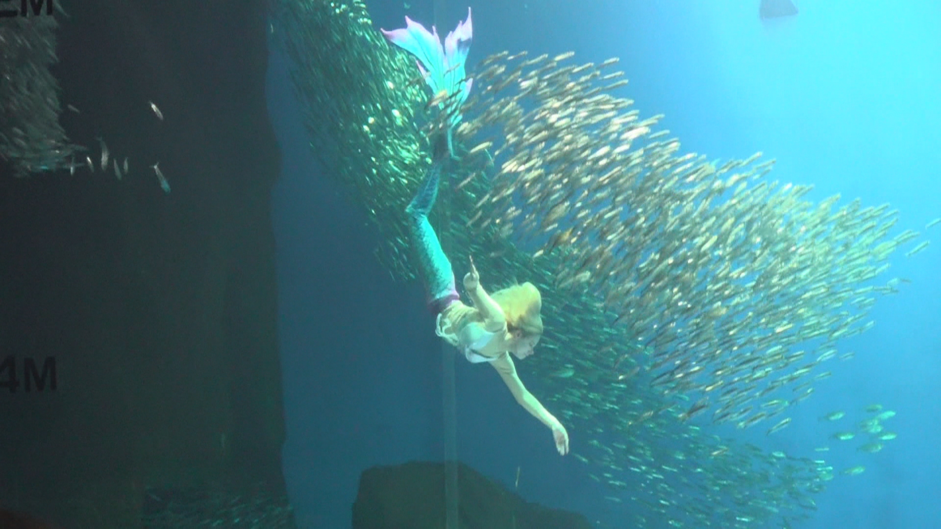 のとじま水族館に人魚が!?アーティスティックスイミング元日本代表 のとじま水族館に人魚が!?アーティスティックスイミング元日本代表