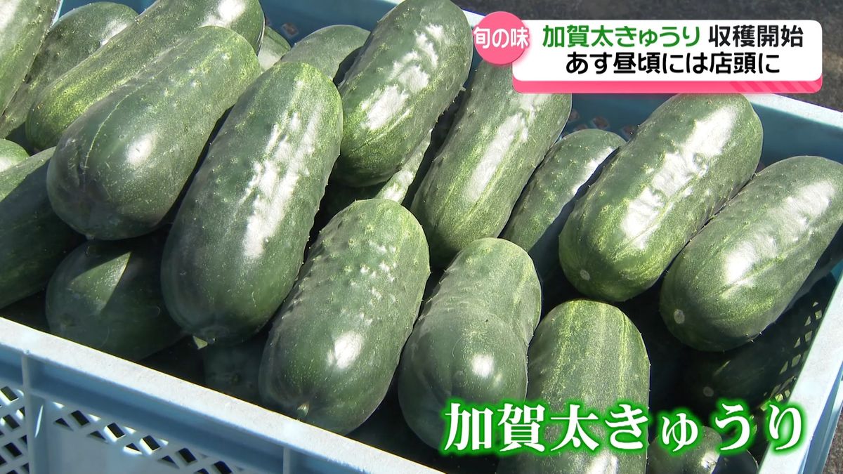 加賀野菜「加賀太きゅうり」初出荷　”5倍の太さ”のオールラウンドプレーヤー