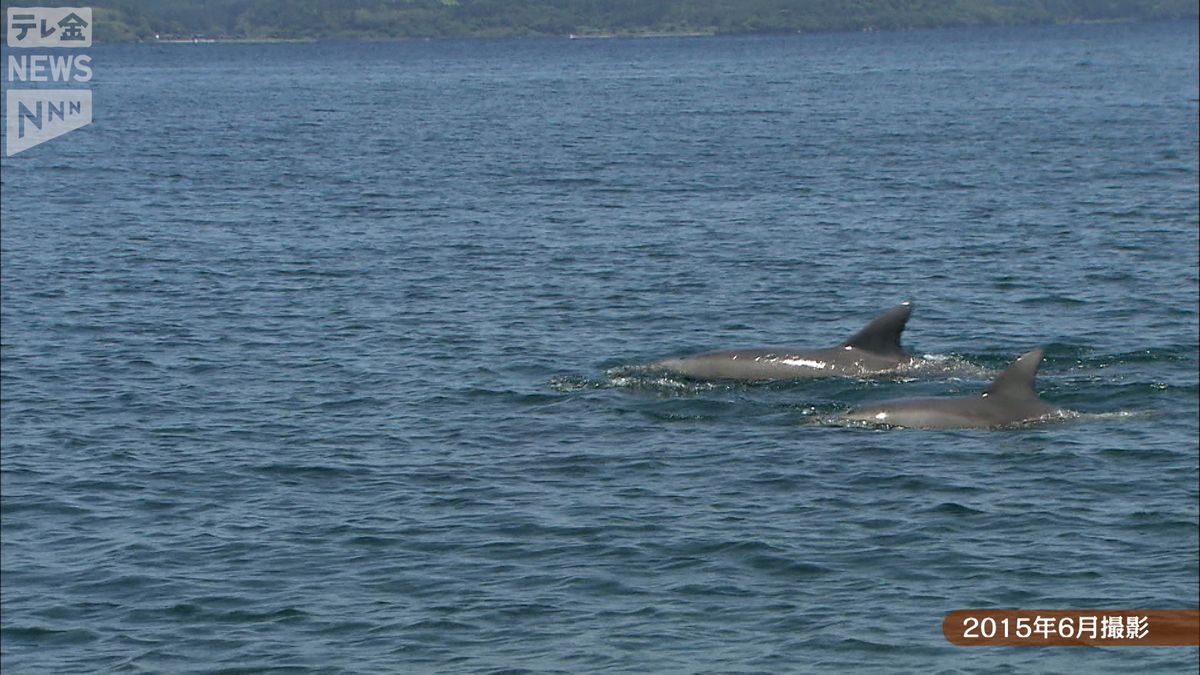 能登のきらめき～イルカにあえる海 石川県七尾市・能登島（2024年10月22日掲載）｜テレ金NEWS NNN