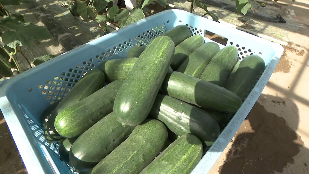 おススメは“マーボー太きゅうり”　金沢で加賀野菜「加賀太きゅうり」が初出荷
