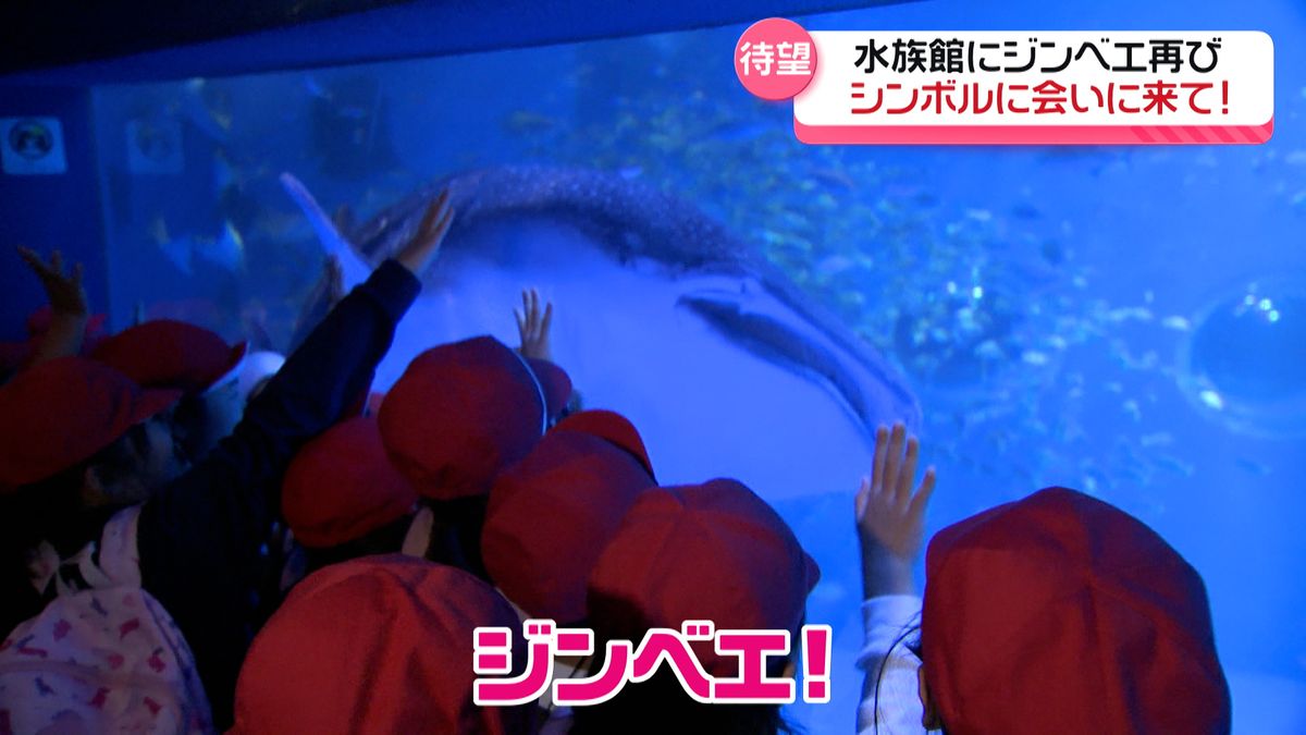 のとじま水族館のシンボル”ジンベエザメ”　9か月ぶり展示再開に喜びの声　愛称の候補も公開　