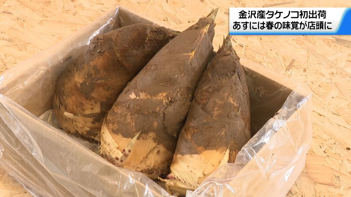 集まる“初物のタケノコ”　石川県内最大の産地・金沢で出荷始まる　17日に店頭へ
