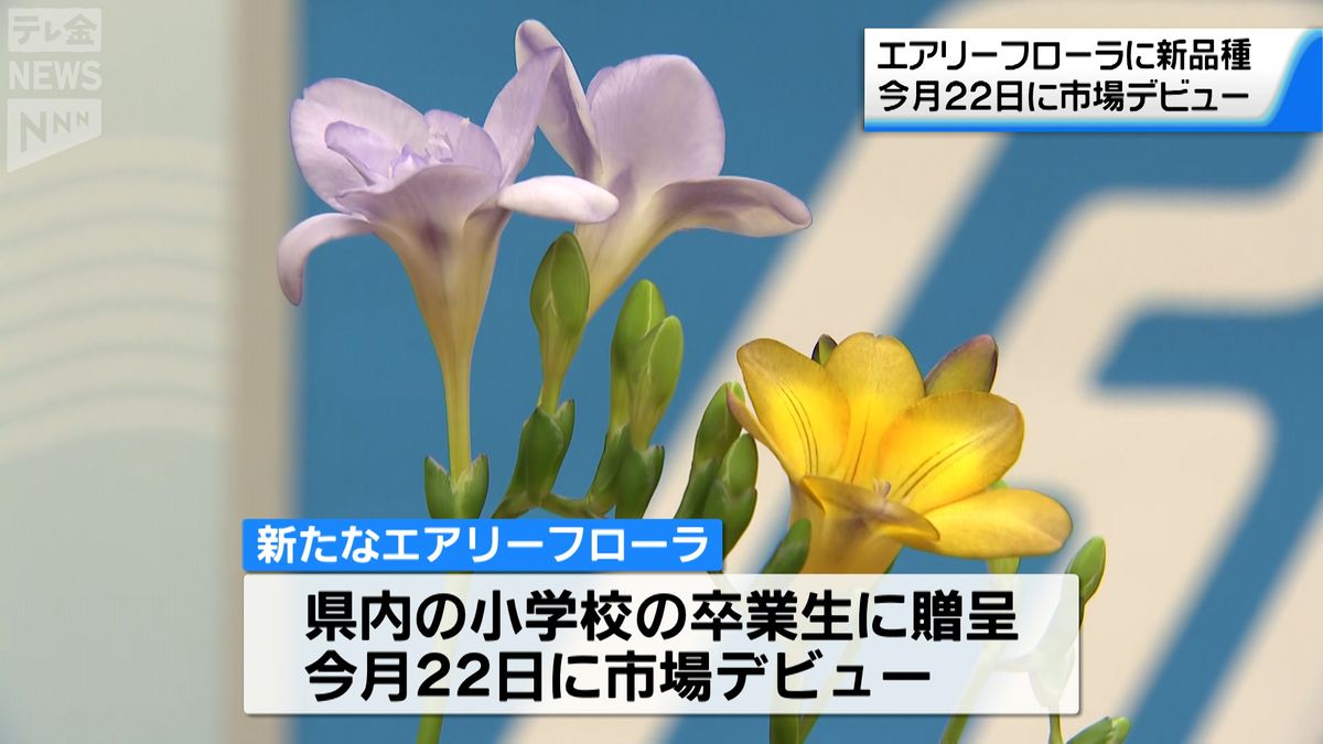 ”復興の花”エアリーフローラ新品種登場　石川県が開発したフリージア