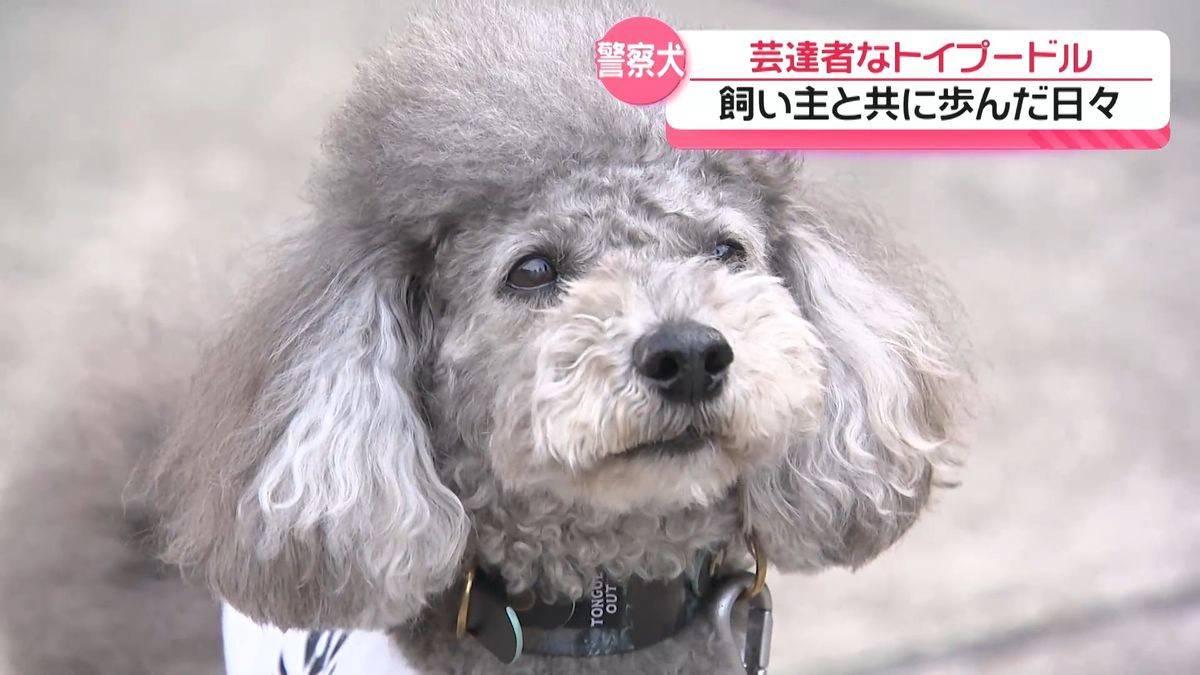 元・警察犬の芸達者トイプー｢そらくん｣ 引退後は飼い主と二人三脚お