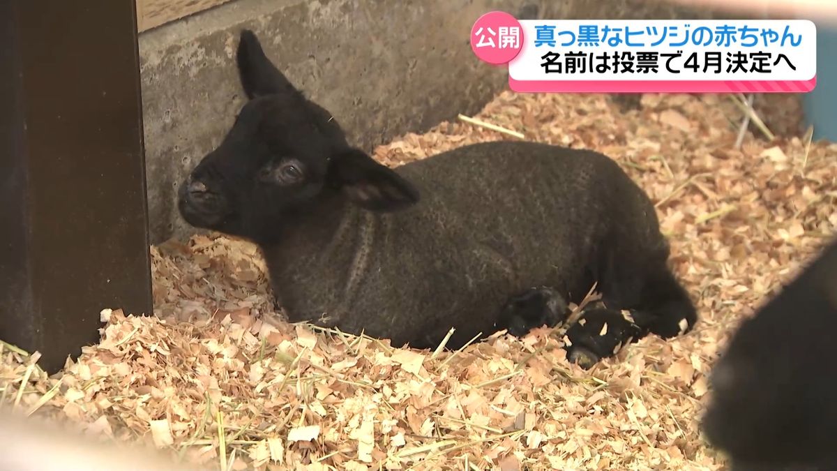 “つぶらな瞳”に｢かわいい～｣　ヒツジの赤ちゃん初めて誕生　いしかわ動物園で公開