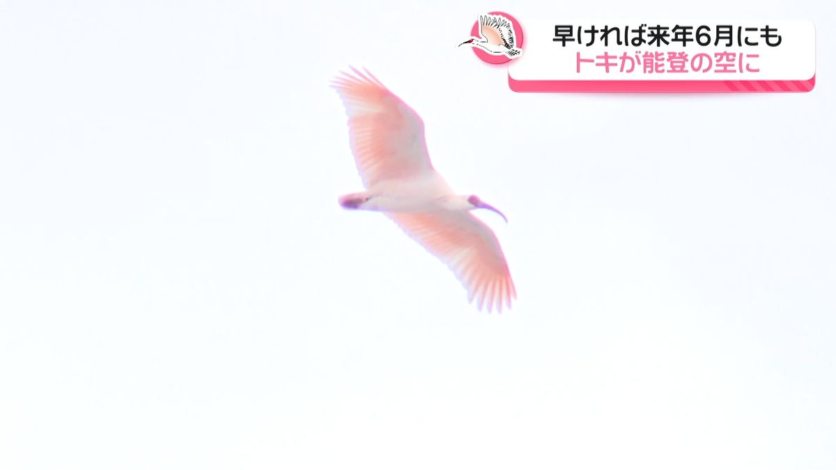 能登の空に再び“トキ”が…早ければ来年6月にも放鳥へ　「復興の後押しに」関係者にも喜びの声