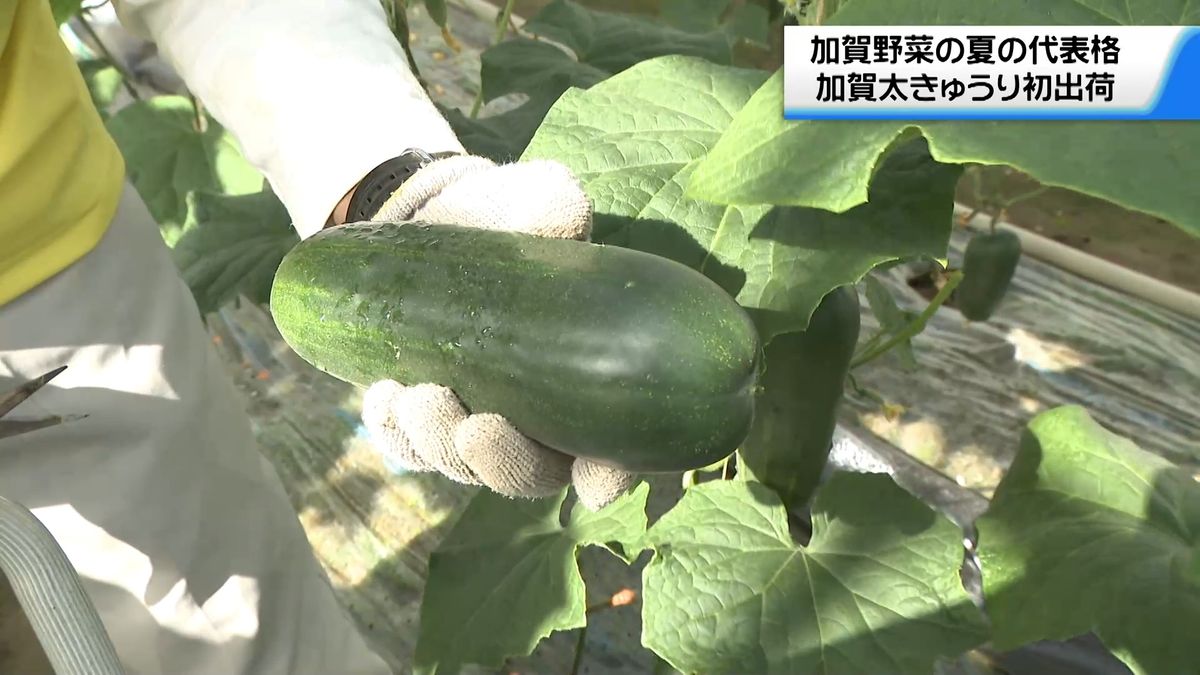 加賀野菜の夏の代表格「加賀太きゅうり」金沢で初出荷へ　生育遅れも「凝縮した味に」