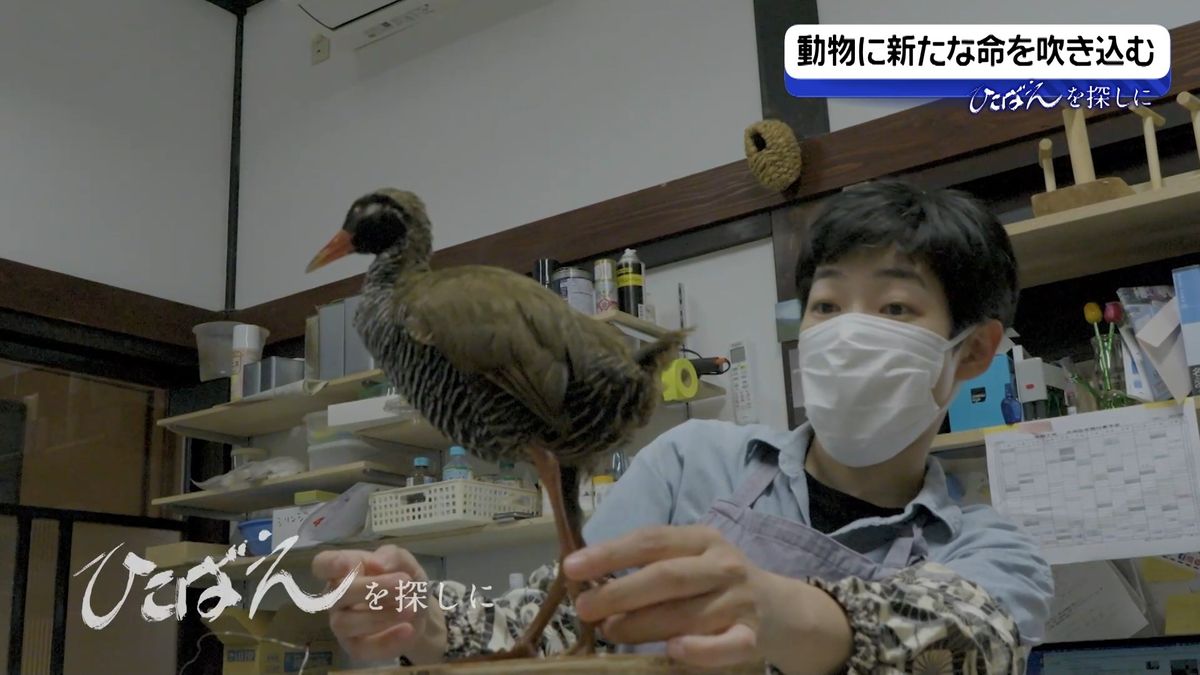 新たな命を吹き込む剥製師 動物が持つ美しい形や色の魅力伝えて 