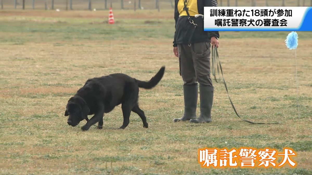 捜索現場での活躍にむけて　金沢で嘱託警察犬の審査会