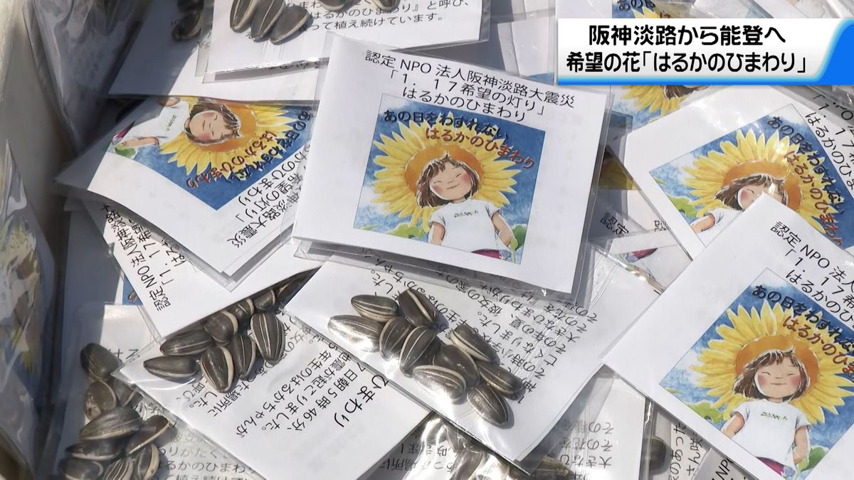 神戸から能登へ…「はるかのひまわり」輪島の小学校で種まき