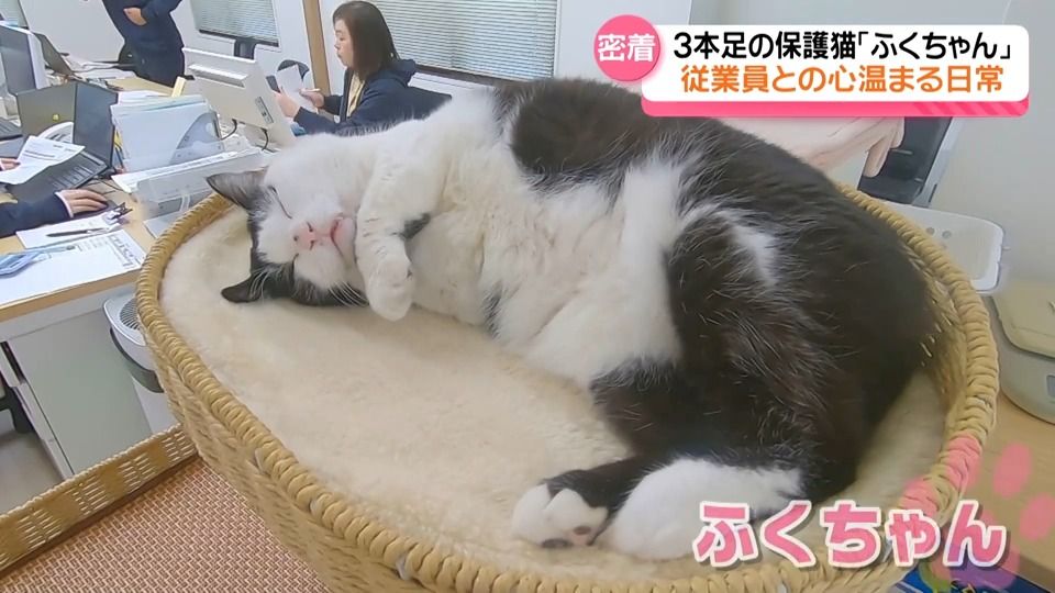 広報部長は保護猫のふくちゃん 「癒しのかたまり」が社内を闊歩 石川県