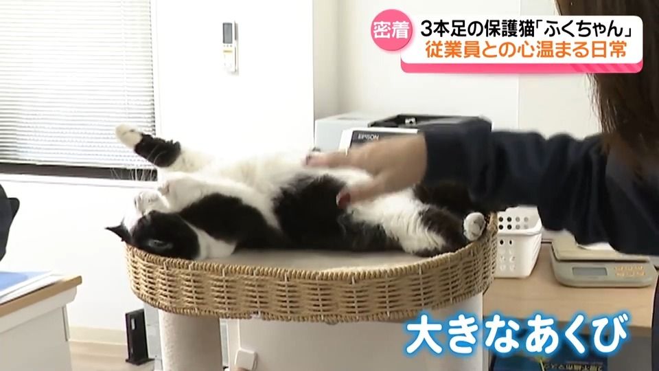 広報部長は保護猫のふくちゃん 「癒しのかたまり」が社内を闊歩 石川県