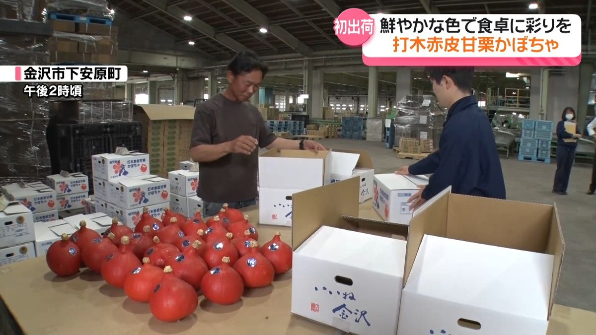 加賀野菜「打木赤皮甘栗かぼちゃ」初出荷 2700ケースの出荷見込む「煮
