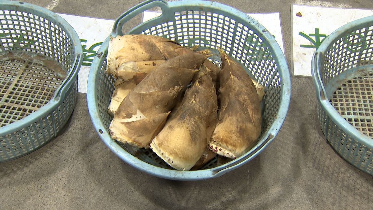 石川・小松市で県産タケノコの出荷始まる　例年通り品質の良いものが