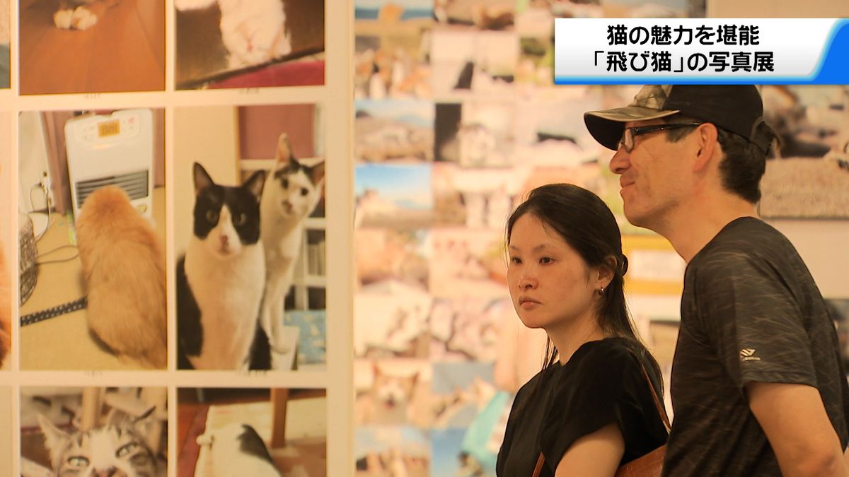ジャンプするネコの表情に癒される…「飛び猫」写真展が金沢で開幕