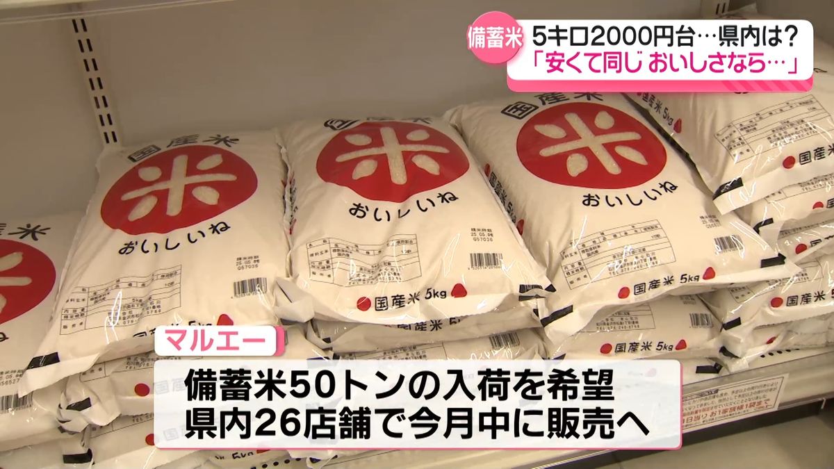 最新 NO 14 イワヒバ(岩松） 30年物 静岡県 玉川産 激安の投売り大