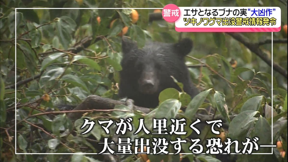餌の“ブナの実”大凶作の予測 石川に｢ツキノワグマ出没警戒情報｣発令