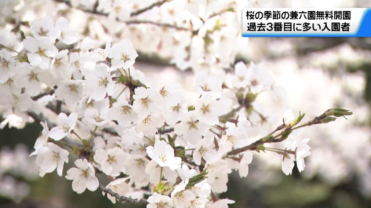兼六園“サクラ開花期”の無料開園　44万5400人が入園　期間延長で過去3番目の多さ