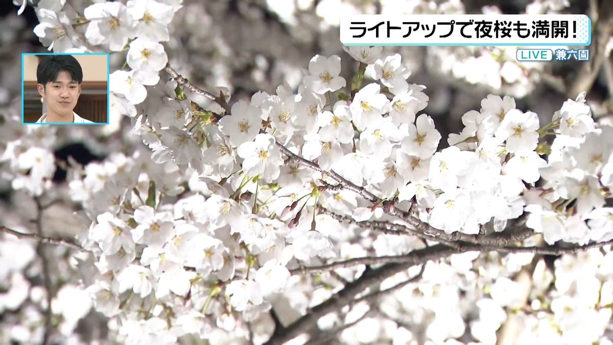 【中継】春爛漫！ サクラ満開の兼六園　ライトアップの夜桜は…無料開園は13日まで延長