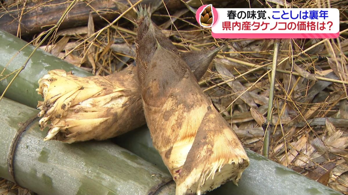  “裏年”の石川のタケノコ　ことしの価格は？　 最盛期はゴールデンウイーク頃か