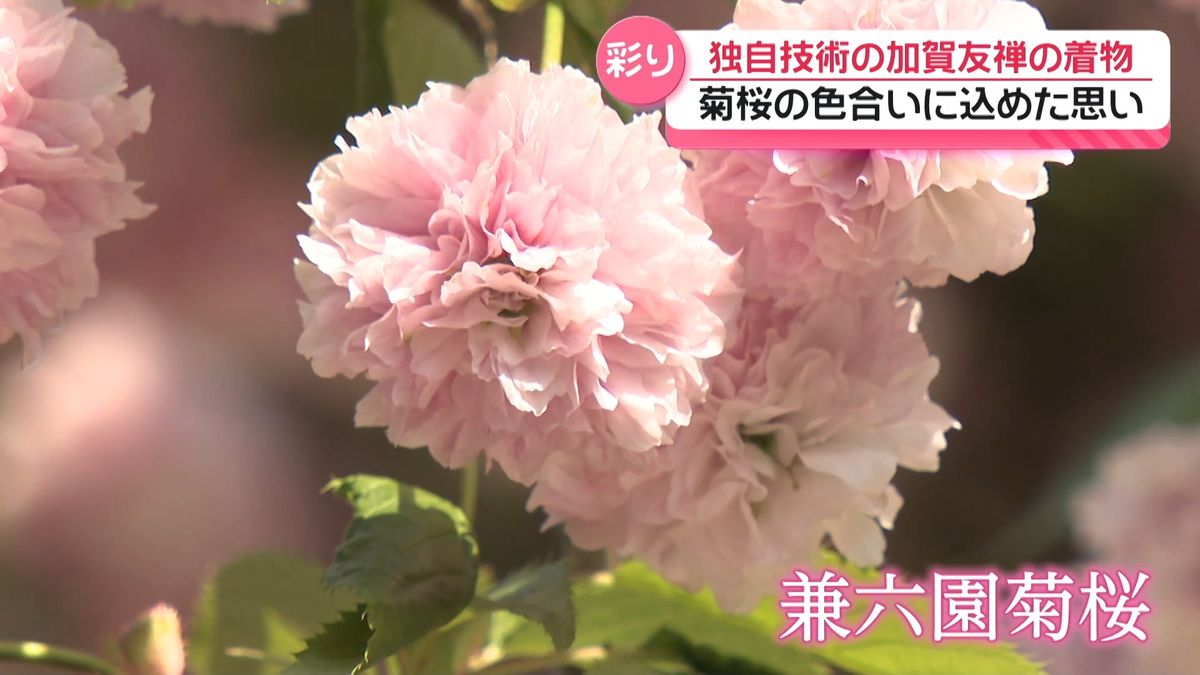 兼六園菊桜を金沢の色に 伝統工芸｢加賀友禅｣ 生み出した“ピンク色”に