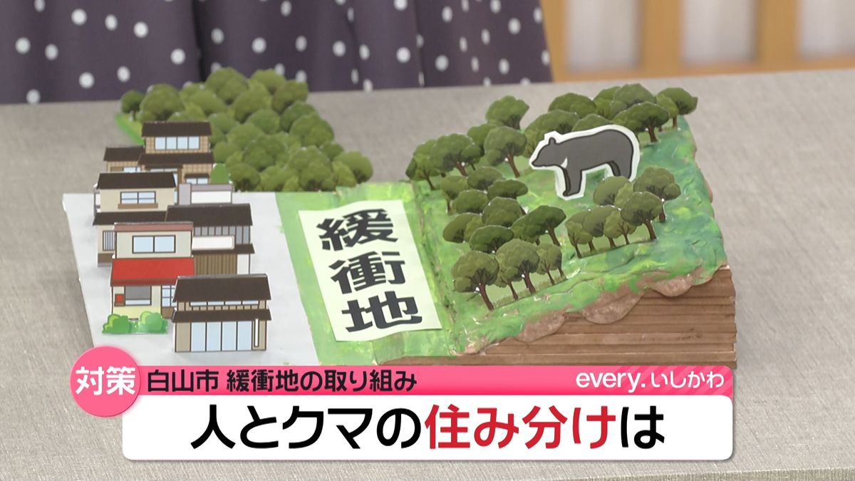 山採り　クマシデ mqdefault.jpg