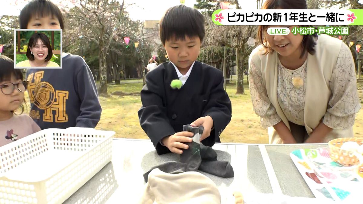 ピカピカの1年生「お手伝いが得意です！」サクラ開花の小松芦城公園から生中継
