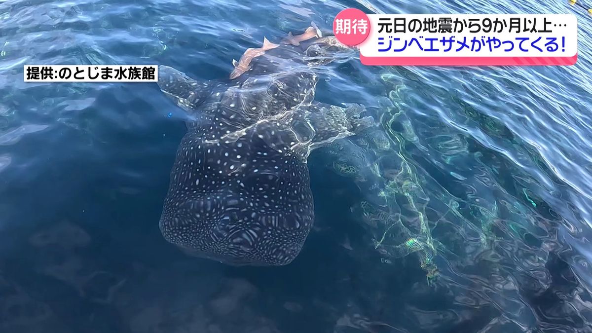 水族館の巨大な人気者…9か月ぶりに能登島へ　ジンベエザメがやってくる！