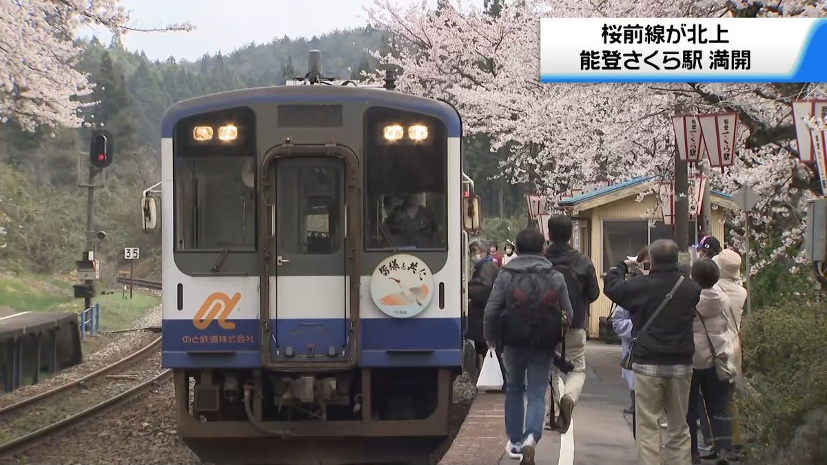のと鉄道の能登鹿島駅が満開　ホームが“桜のトンネル”に　震災に傷つく能登路いやす