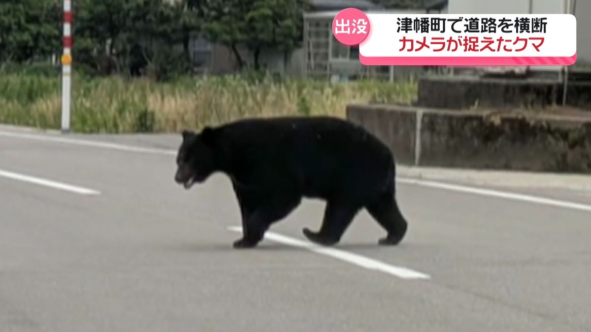 巨体揺らしながら…“カメラに捉えられたクマ”　石川・津幡町で道路横切る姿を撮影　急増する目撃情報