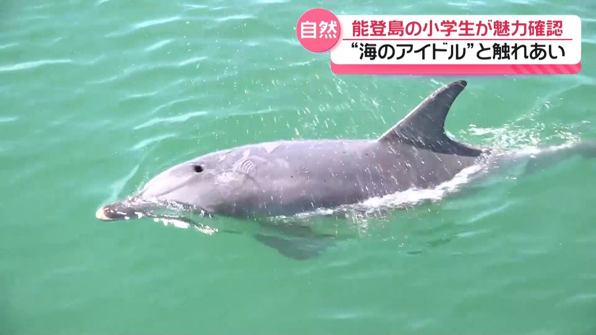 イルカがいたら自慢になる｣ ふるさとの魅力を再確認 石川・七尾湾で