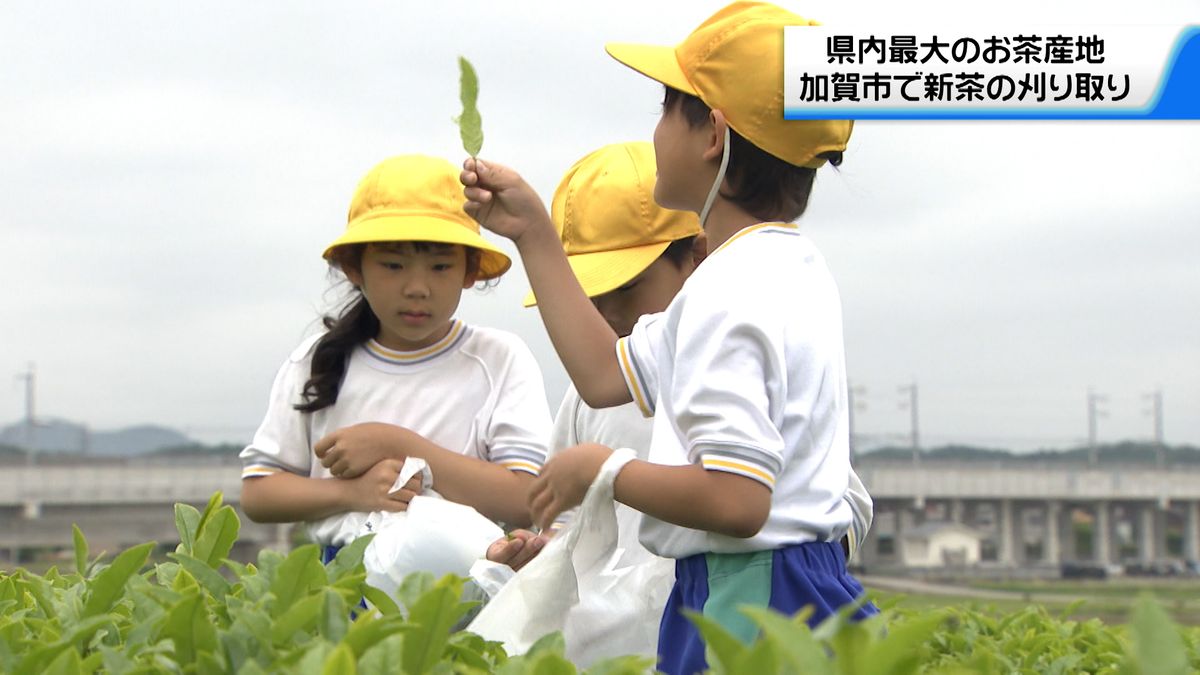 石川県最大のお茶の産地　加賀の新茶 刈り取り始まる　園児たちも茶摘みを体験