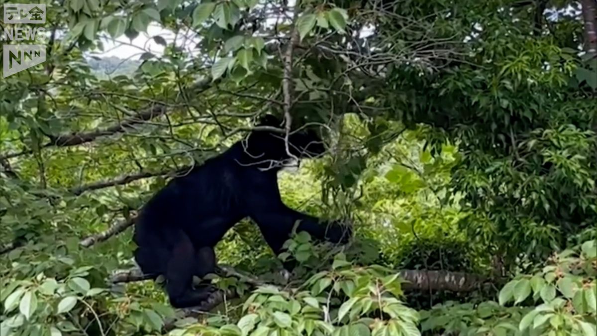 ブナ凶作　石川県はクマの出没多くなる見込み　131件の目撃情報