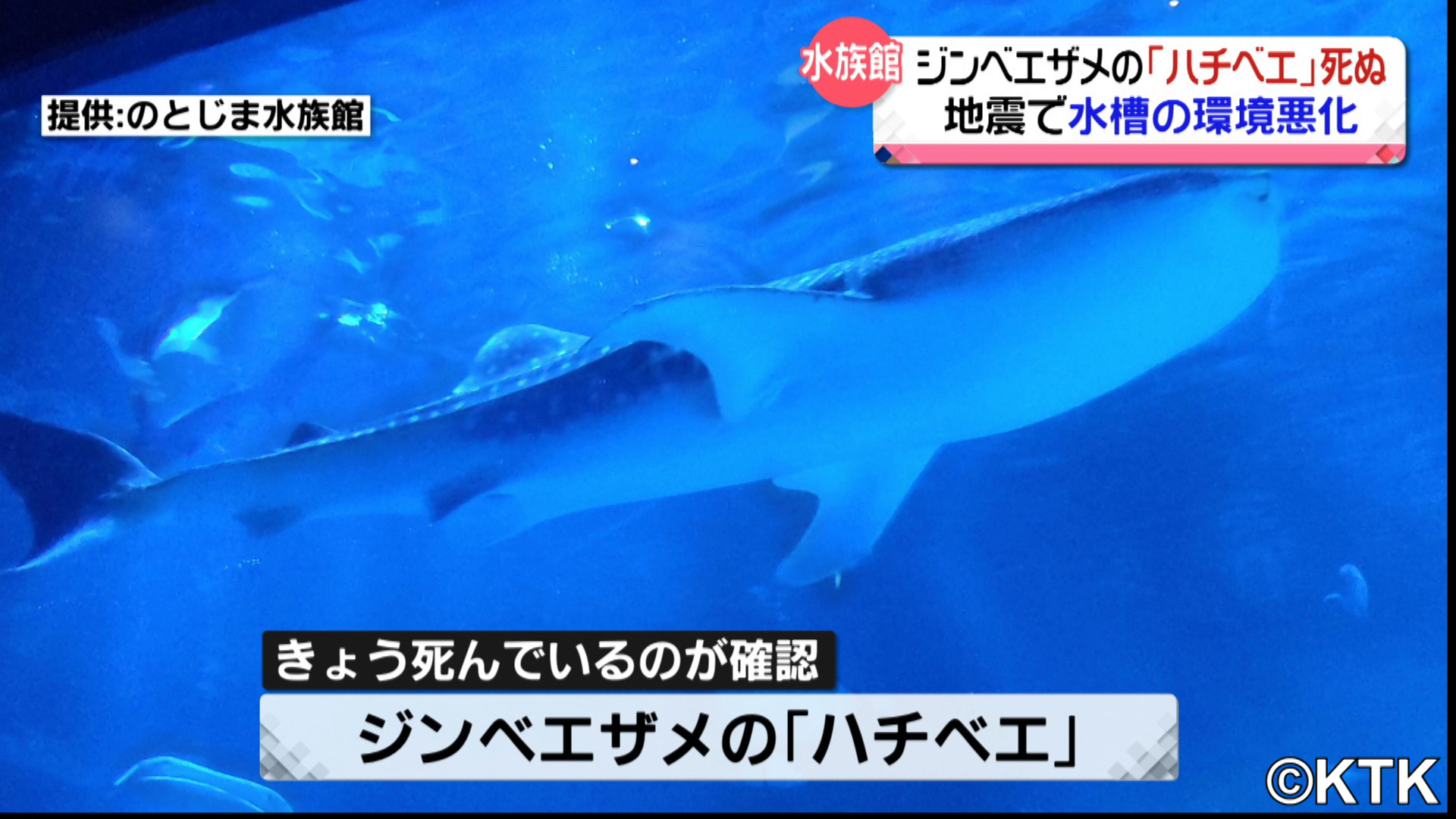 ジンベエザメも震災の犠牲に…のとじま水族館の「ハチベエ」地震で水槽