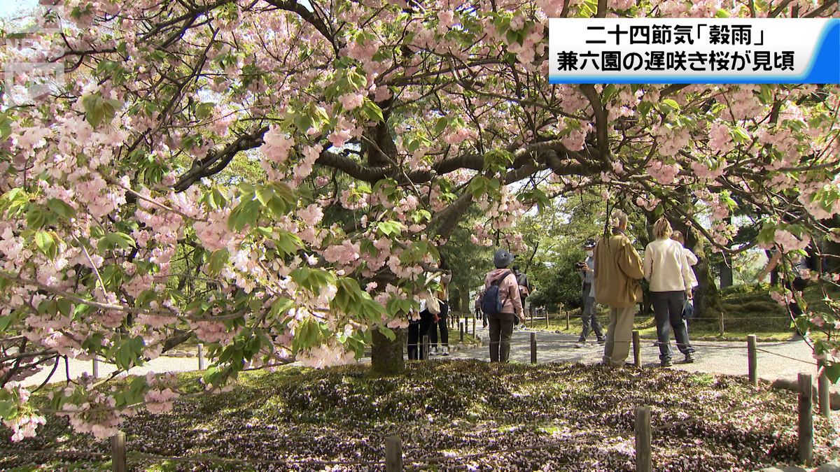 兼六園は遅咲きのサクラが見ごろ　二十四節気「穀雨」