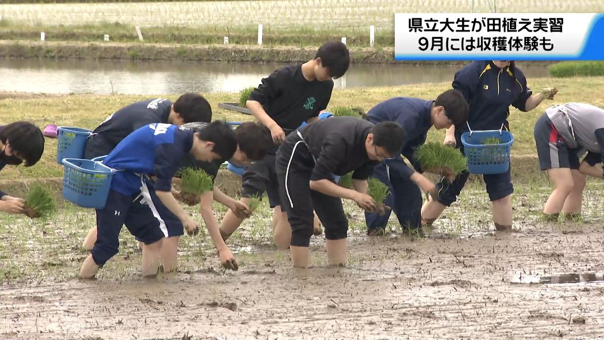 石川県立大生が田植え実習　県産ブランド米「ひゃくまん穀」植える　収穫の秋まで管理　