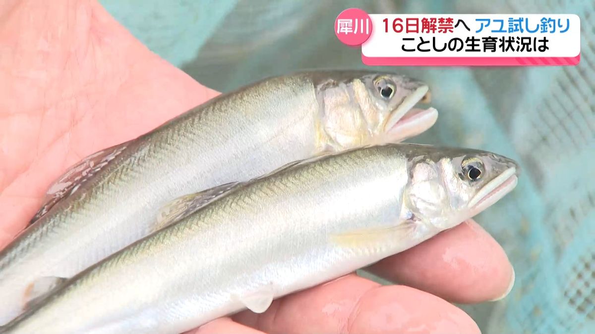 16日のアユ釣り解禁前に　金沢・犀川で試し釣り　釣果振るわずも生育順調