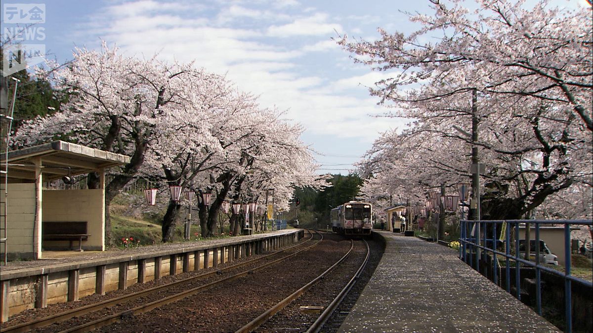 能登のきらめき～春の能登路彩る桜のトンネル～記憶に残る風景をいつも心に