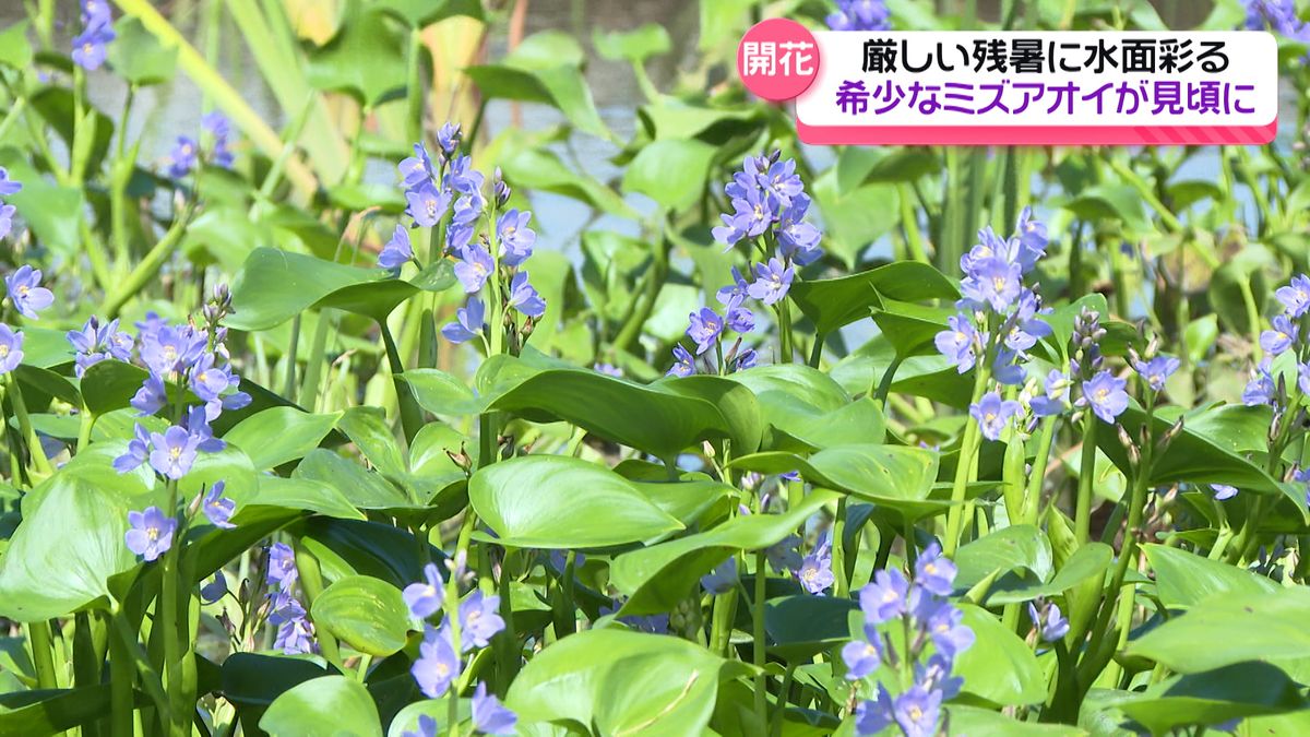 県内全ての観測地点で30度超え　希少なミズアオイ　小松・木場潟公園で「最高の見頃」に