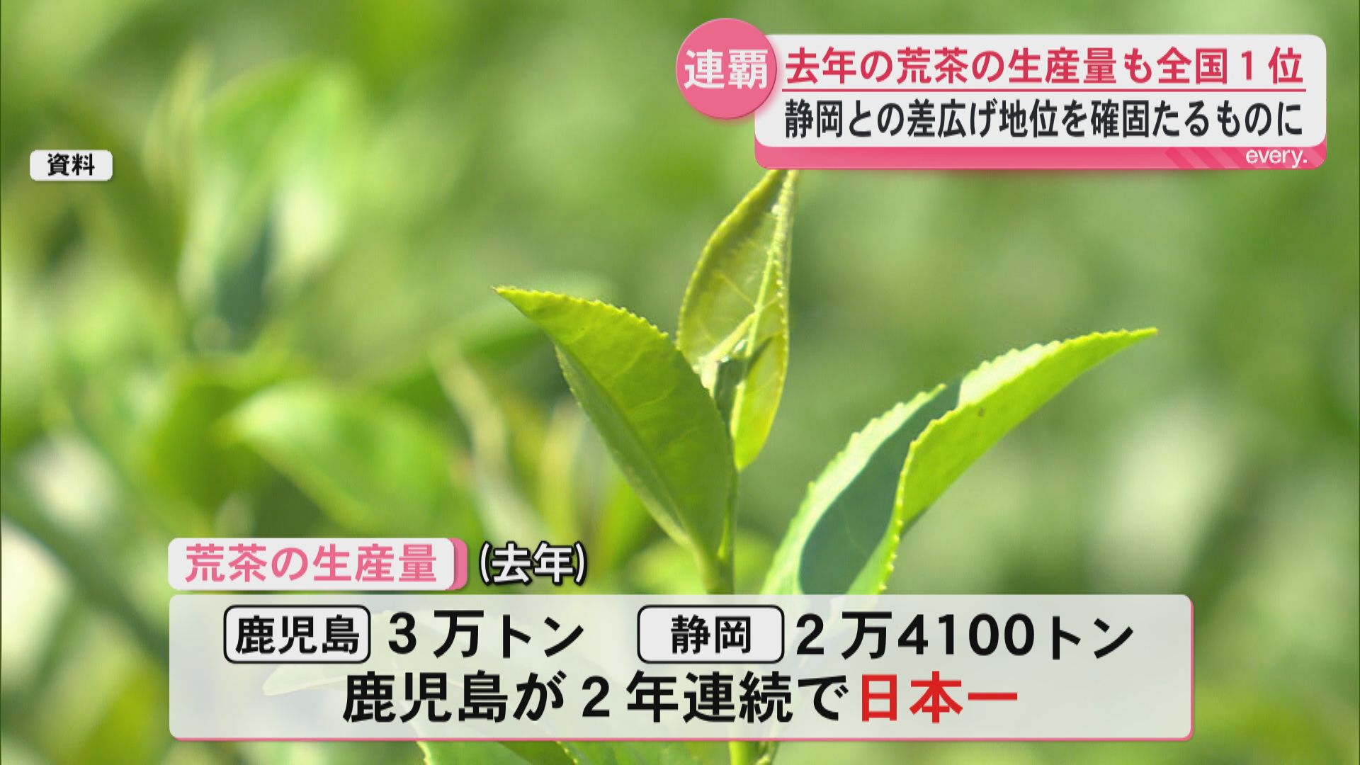 荒茶の生産量で鹿児島が2年連続日本一　静岡との差を広げ全国トップの地位を確固たるものに